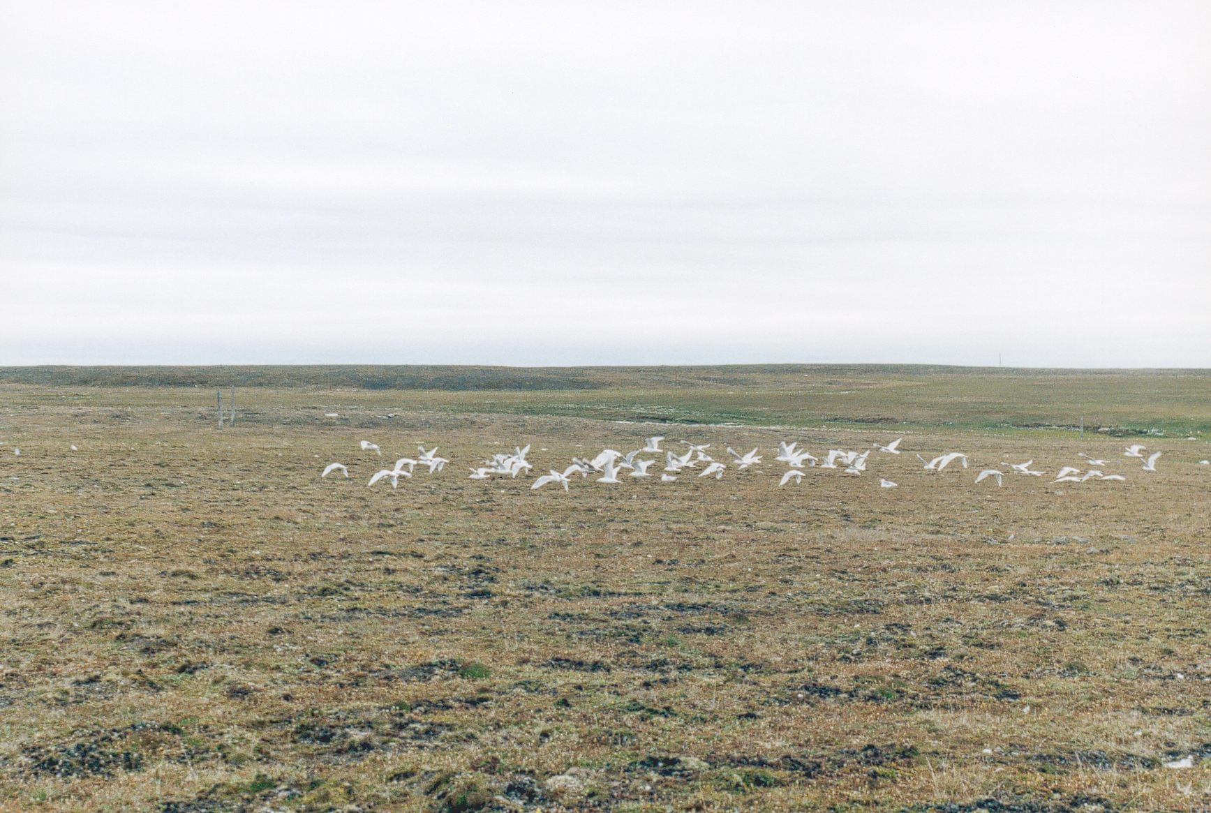 белые гуси на острове врангеля